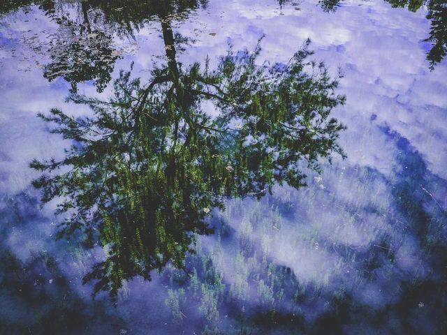 A forest canopy washed in violet light.